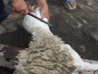 Tabungan Kurban